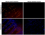Trefoil factor 3 Recombinant Mouse Monoclonal Antibody (5UCLNT3)
