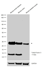 Trefoil factor 3 Antibody
