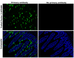 Trefoil Factor 3 Antibody in Immunohistochemistry (Paraffin) (IHC (P))