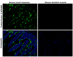 Trefoil Factor 3 Antibody
