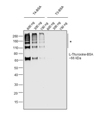 L-Thyroxine (T4) Recombinant Mouse Monoclonal Antibody (T4YCH)