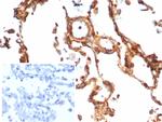 Vinculin (Marker of Age-related Macular Degeneration) Antibody in Immunohistochemistry (Paraffin) (IHC (P))