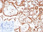 VEGF-A (Vascular Endothelial Growth Factor) Antibody in Immunohistochemistry (Paraffin) (IHC (P))