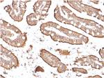 Villin (GI-Mucosal and Urogenital Brush Border Marker) Antibody in Immunohistochemistry (Paraffin) (IHC (P))