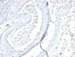 Villin Antibody in Immunohistochemistry (Paraffin) (IHC (P))