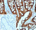 Villin (GI-Mucosal and Urogenital Brush Border Marker) Antibody in Immunohistochemistry (Paraffin) (IHC (P))