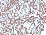 Ezrin/p81 Monoclonal Antibody (SPM244)