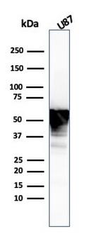 Vimentin Antibody in Western Blot (WB)