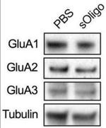 GluA2/GluR2 Glutamate Receptor Antibody in Western Blot (WB)