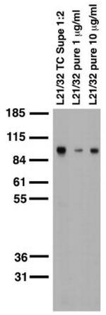 GluA2/GluR2 Glutamate Receptor Antibody in Western Blot (WB)