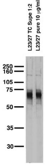 Kv1.3 K+ Channel Antibody in Western Blot (WB)
