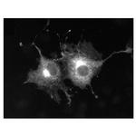 Kv1.5 K+ Channel Monoclonal Antibody (K7/45)