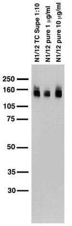 KCC2 Antibody in Western Blot (WB)