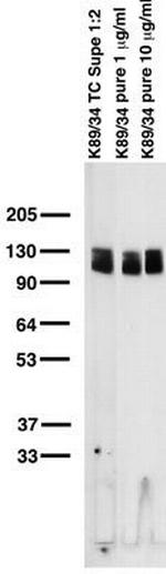 Kv2.1 K+ Channel Antibody in Western Blot (WB)