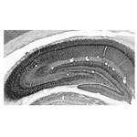 Kvbeta1.1 K+ Channel Antibody in Immunohistochemistry (Frozen) (IHC (F))