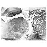 Kvbeta1.1 K+ Channel Antibody in Immunohistochemistry (Frozen) (IHC (F))