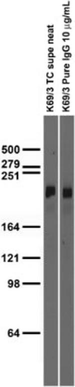 Nav1.2 Na+ Channel Antibody in Western Blot (WB)