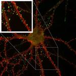 PSD-95 Antibody in Immunocytochemistry (ICC/IF)