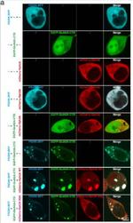 PSD-95 Antibody in Immunocytochemistry (ICC/IF)