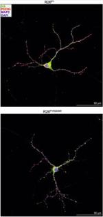 PSD-95 Antibody in Immunohistochemistry (Frozen) (IHC (F))