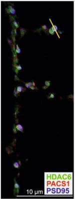 PSD-95 Antibody in Immunohistochemistry (Frozen) (IHC (F))
