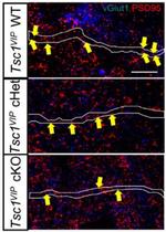 PSD-95 Antibody in Immunohistochemistry (Frozen) (IHC (F))