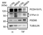 PSD-95 Antibody in Western Blot (WB)