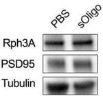 PSD-95 Antibody in Western Blot (WB)