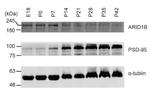 PSD-95 Antibody in Western Blot (WB)