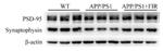 PSD-95 Antibody in Western Blot (WB)