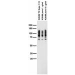 Pan-MAGUK Antibody in Western Blot (WB)