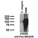Pan-MAGUK Monoclonal Antibody (K28/86)