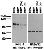 SAP97 Antibody in Western Blot (WB)
