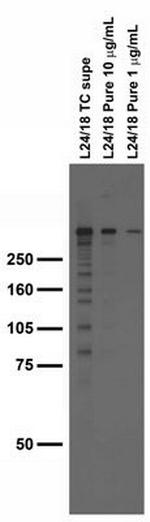 IP3 Receptor/Type 1 Antibody in Western Blot (WB)