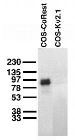 Co-Rest/RCOR1 Antibody in Western Blot (WB)