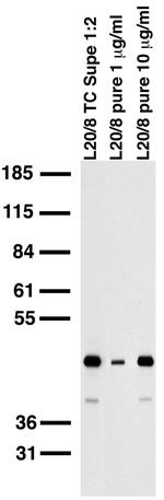 PICK1 Antibody in Western Blot (WB)