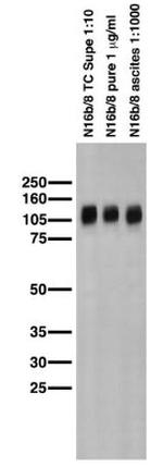 Kv3.1B K+ Channel Antibody in Western Blot (WB)