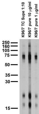 Pancortin Antibody in Western Blot (WB)