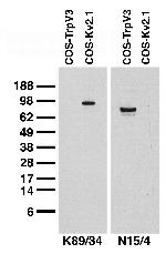 TrpV3 Antibody in Western Blot (WB)