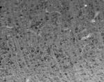 Snapin/SNAPAP Antibody in Immunohistochemistry (Frozen) (IHC (F))