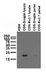 Snapin/SNAPAP Antibody in Western Blot (WB)