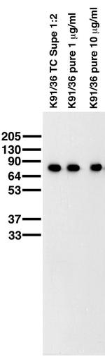 WAVE1/SCAR Antibody in Western Blot (WB)
