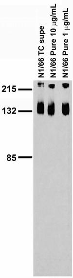 KCC2 Antibody in Western Blot (WB)