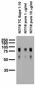 Cavbeta1 Ca2+ Channel Antibody in Western Blot (WB)