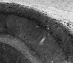 Cavbeta4 Ca2+ Channel Monoclonal Antibody (N10/7)