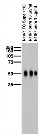 Cavbeta4 Ca2+ Channel Antibody in Western Blot (WB)