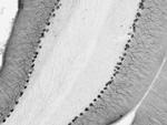 Chapsyn-110/PSD-93 Antibody in Immunohistochemistry (Frozen) (IHC (F))