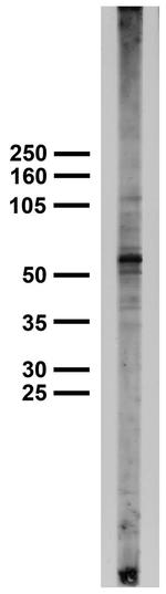 Pink1 PTEN Induced Putative Kinase 1 Antibody in Western Blot (WB)
