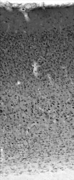 SCG10/Stathmin-2 Antibody in Immunohistochemistry (Frozen) (IHC (F))