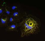 Shank1 Monoclonal Antibody (N22/21)